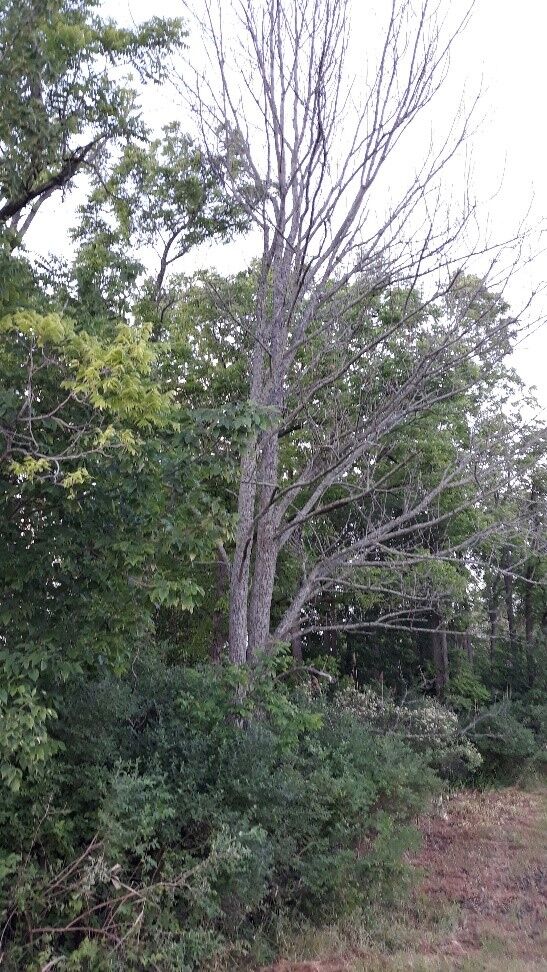 Dead Ash Tree